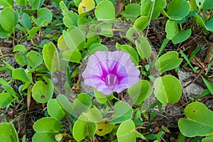 Ipomoea pes-caprae, also known as beach morning glory or goat's foot, at the beach
